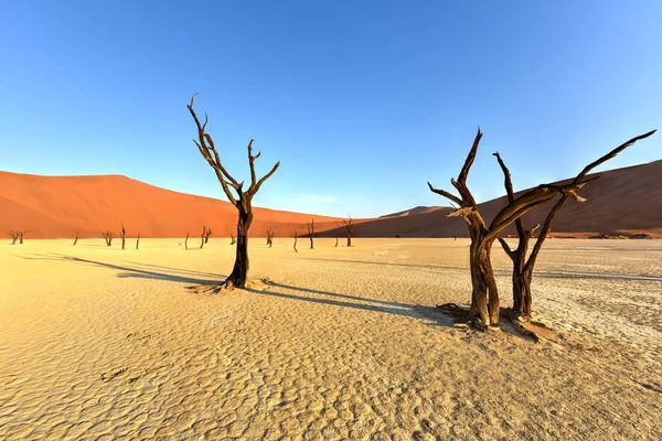 Dead Vlei, Namibia — Zdjęcie stockowe