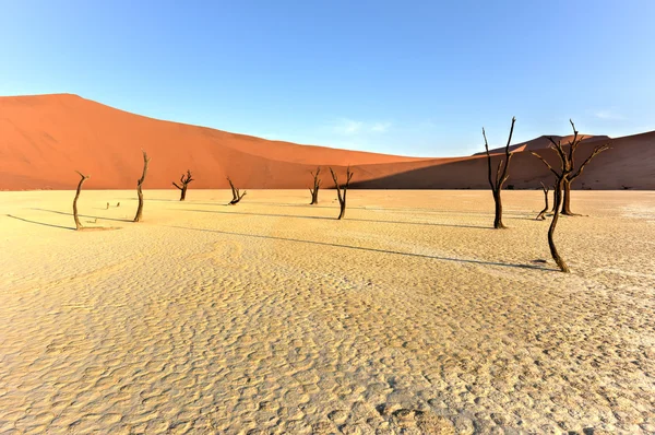 Dead Vlei, Namibie — Photo