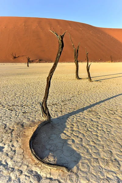 죽은 Vlei, 나미비아 — 스톡 사진