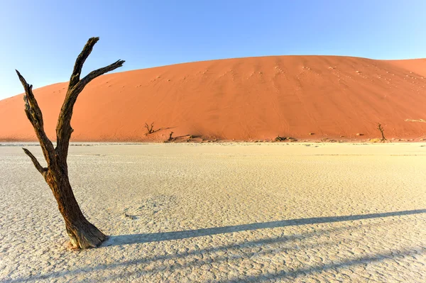 Dode Otomys, Namibië — Stockfoto