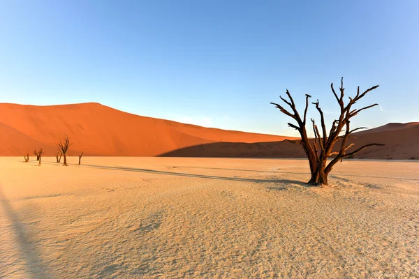 Dead Vlei, Namibie — Photo