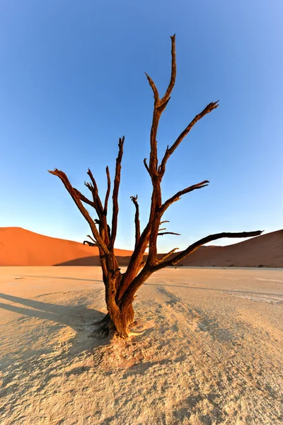 Dead Vlei, Namibie — Stock fotografie