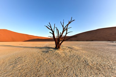 Ölü Vlei, Namibya