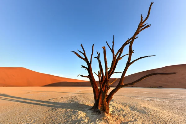 Dead Vlei, Namibie — Stock fotografie