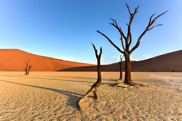 Halott Vlei, Namíbia — Stock Fotó