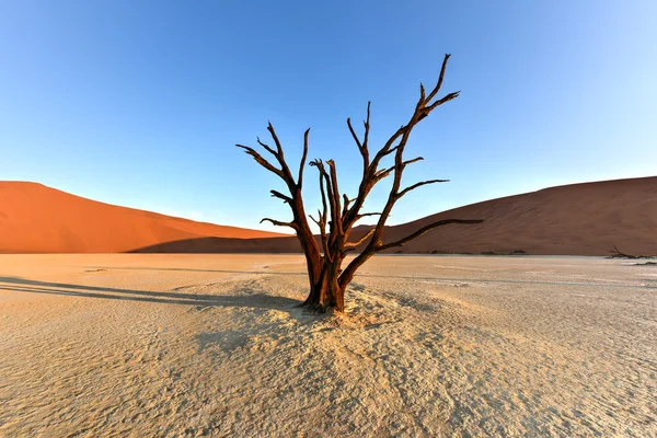 Vlei morto, Namibia — Foto Stock