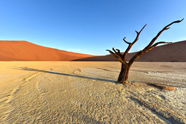 Dead Vlei, Namibia — Stock Photo, Image