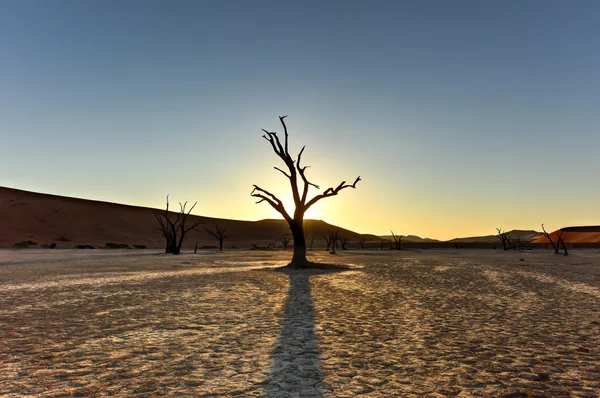 Dead Vlei, Namibie — Photo