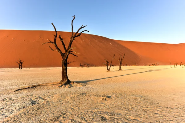 Morto Vlei, Namíbia — Fotografia de Stock