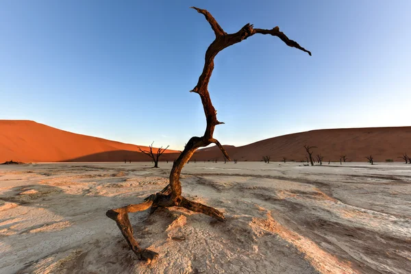 Dead Vlei, Namibie — Photo