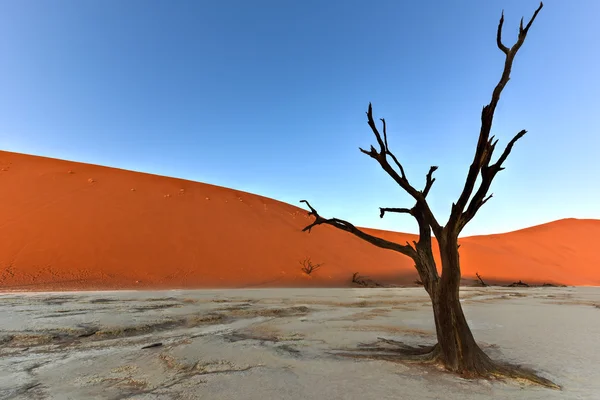 Dead Vlei, Namibia — Stock Photo, Image