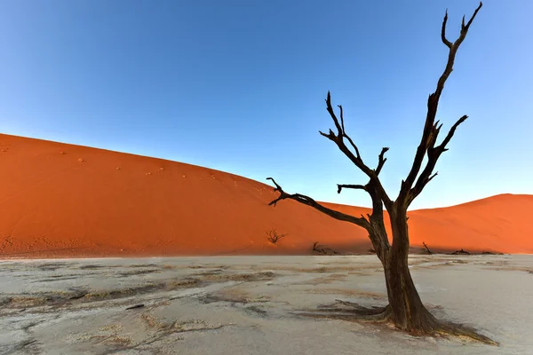 Dead Vlei, Namibia — Zdjęcie stockowe