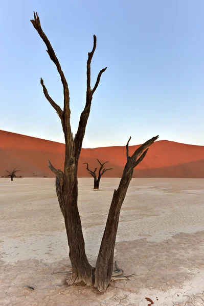Dead Vlei, Namibia —  Fotos de Stock