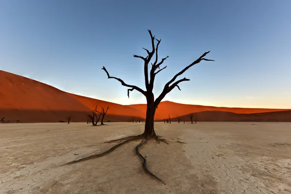 Dead Vlei, Namibia — Stock Photo, Image