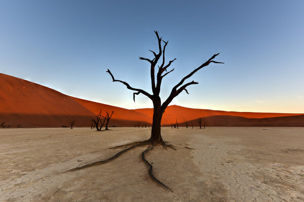 Dead Vlei, Namibia