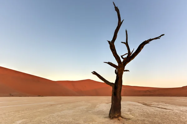 Dead Vlei, Namibie — Photo