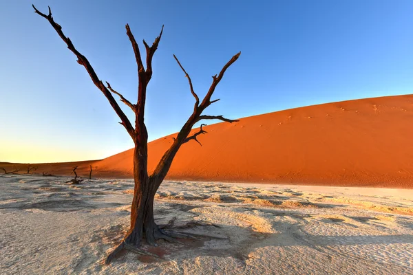 Dead Vlei, Namibie — Photo