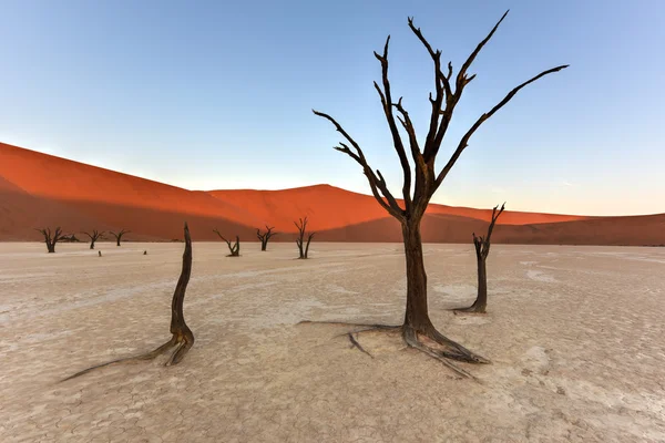 Dead Vlei, Namibie — Photo