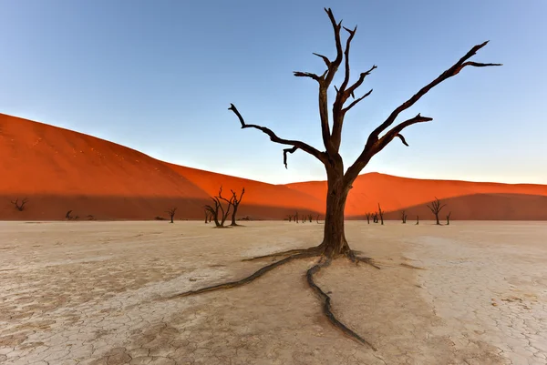 Dead Vlei, Namibie — Photo