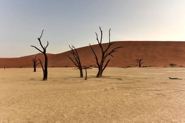 Död Vlei, Namibia — Stockfoto