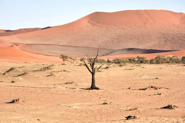 Verborgen Otomys, Namibië — Stockfoto