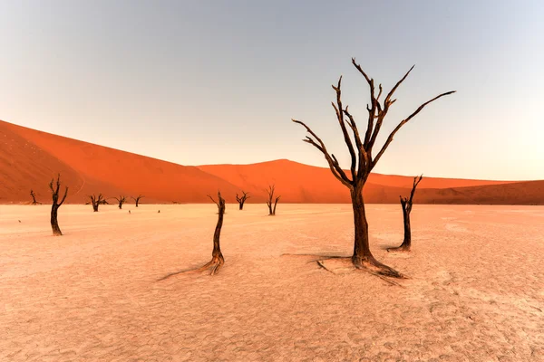 Vlei morto, Namibia — Foto Stock