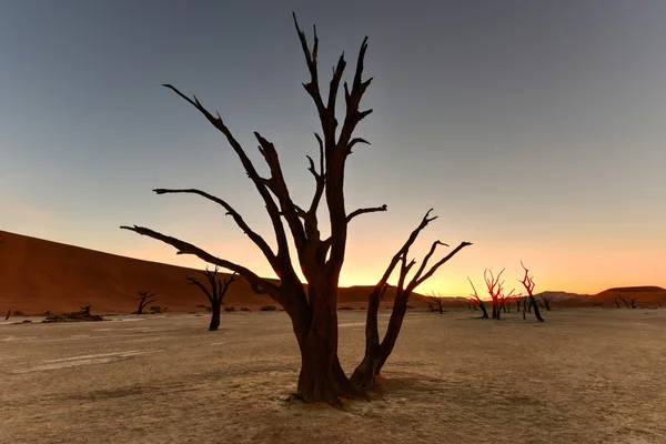 Vlei morto, Namibia — Foto Stock