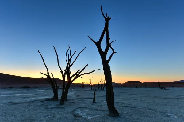 Dead Vlei, Namibie — Photo