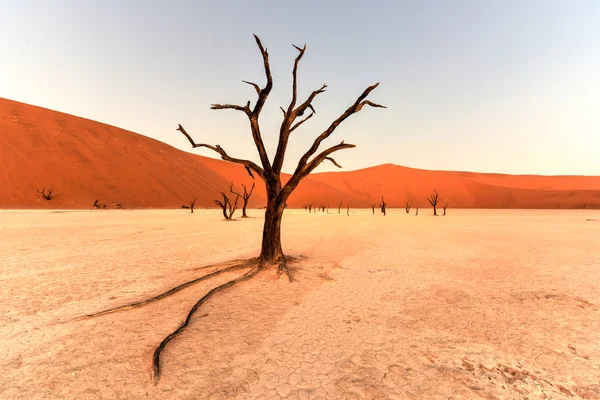 Мертві Vlei, Намібія — стокове фото