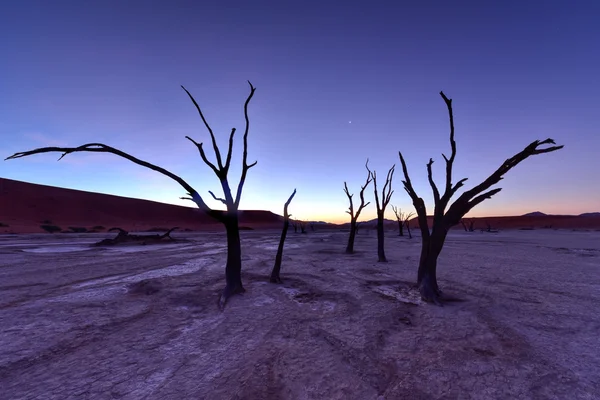 Död Vlei, Namibia — Stockfoto