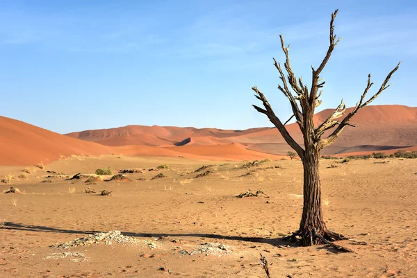 Skryté Vlei, Namibie — Stock fotografie
