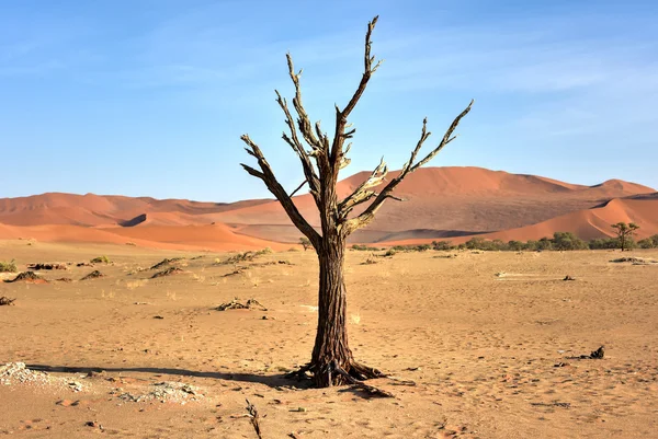 Skryté Vlei, Namibie — Stock fotografie