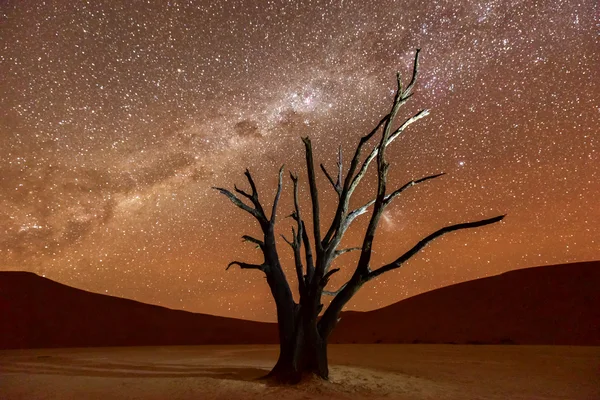 Dead Vlei, Namibia — Stock Photo, Image