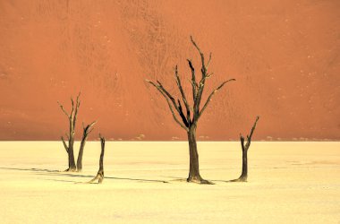 Ölü Vlei, Namibya