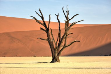 Ölü Vlei, Namibya
