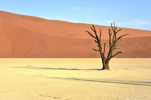 Dead Vlei, Namibie — Photo