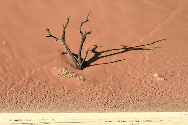 Ölü Vlei, Namibya