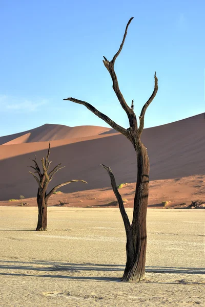 Dead Vlei, Namibie — Photo