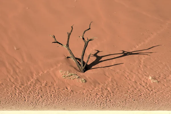 Ölü Vlei, Namibya