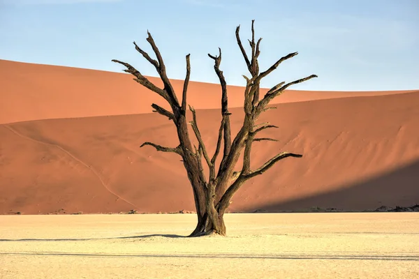 Dead Vlei, Namibia — Stock Photo, Image