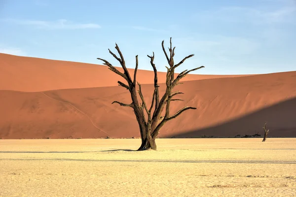 Dead Vlei, Namibie — Photo