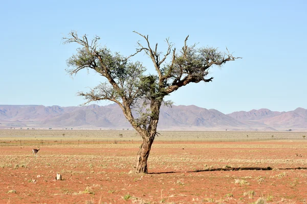 NamibRand Nature Reserve - Namibia — Stock Photo, Image