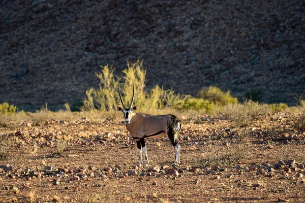 Oryx - Namibrand natuurreservaat - Namibië — Stockfoto