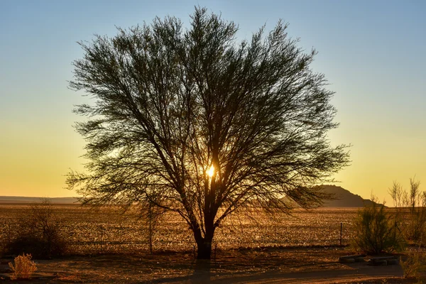 NamibRand Coucher de soleil - Namibie — Photo