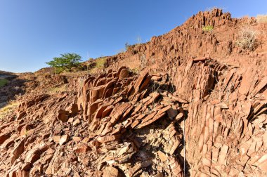 Organ borular - Twyfelfontein, Damaraland, Namibya