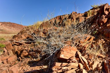 Organ borular - Twyfelfontein, Damaraland, Namibya