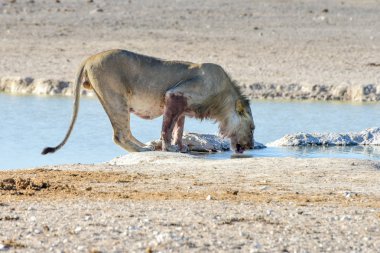 Aslan etkin, Namibia