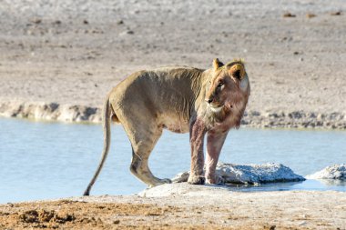Aslan etkin, Namibia