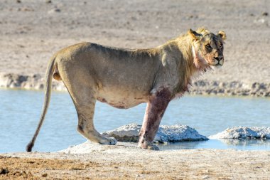 Aslan etkin, Namibia