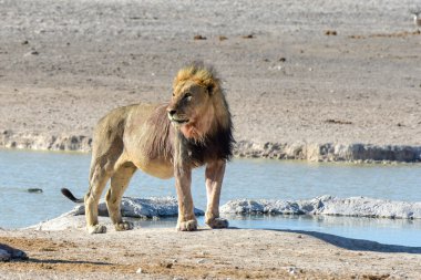 Aslan etkin, Namibia